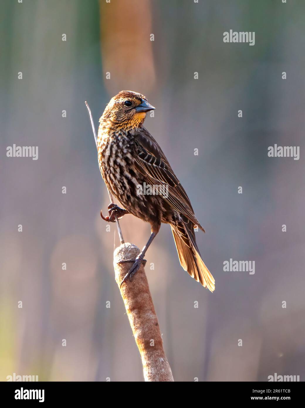 Vue rapprochée de la femelle d'oiseau-noir à ailes rouges, perchée sur une queue de chat avec un arrière-plan flou dans son environnement et son habitat environnant. Banque D'Images