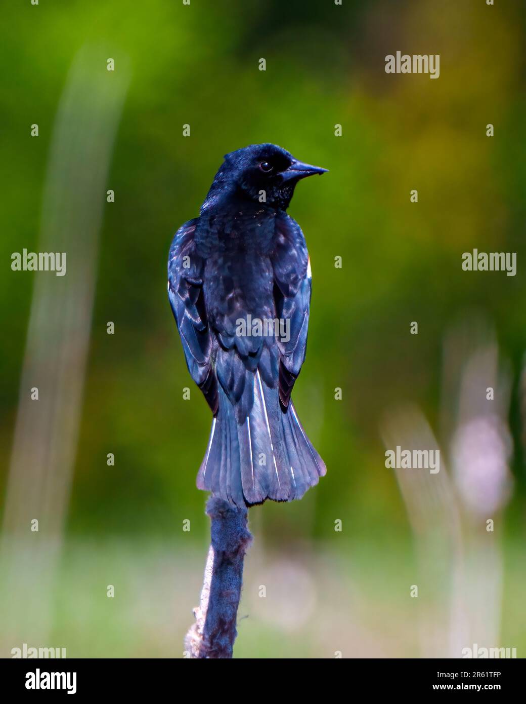 Vue arrière rapprochée de Blackbird à ailes rouges, perchée sur une plante de queue d'aronde avec un fond vert dans son environnement et son habitat environnant. Banque D'Images