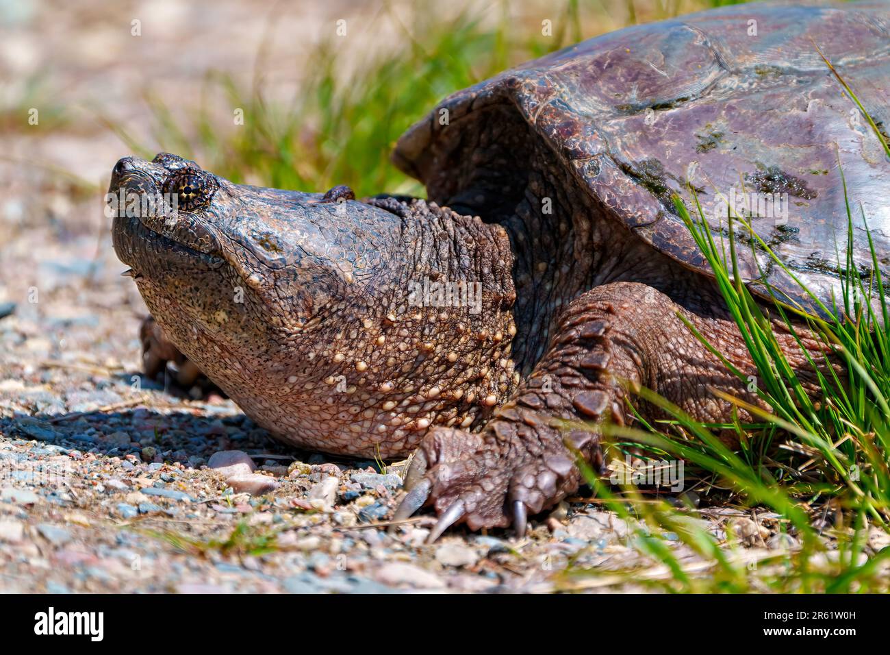 Vue rapprochée de la tortue en retrait hors de l'eau et cherchant à trouver un emplacement de nid approprié dans son environnement et son habitat environnant. Vue de la tête. Banque D'Images