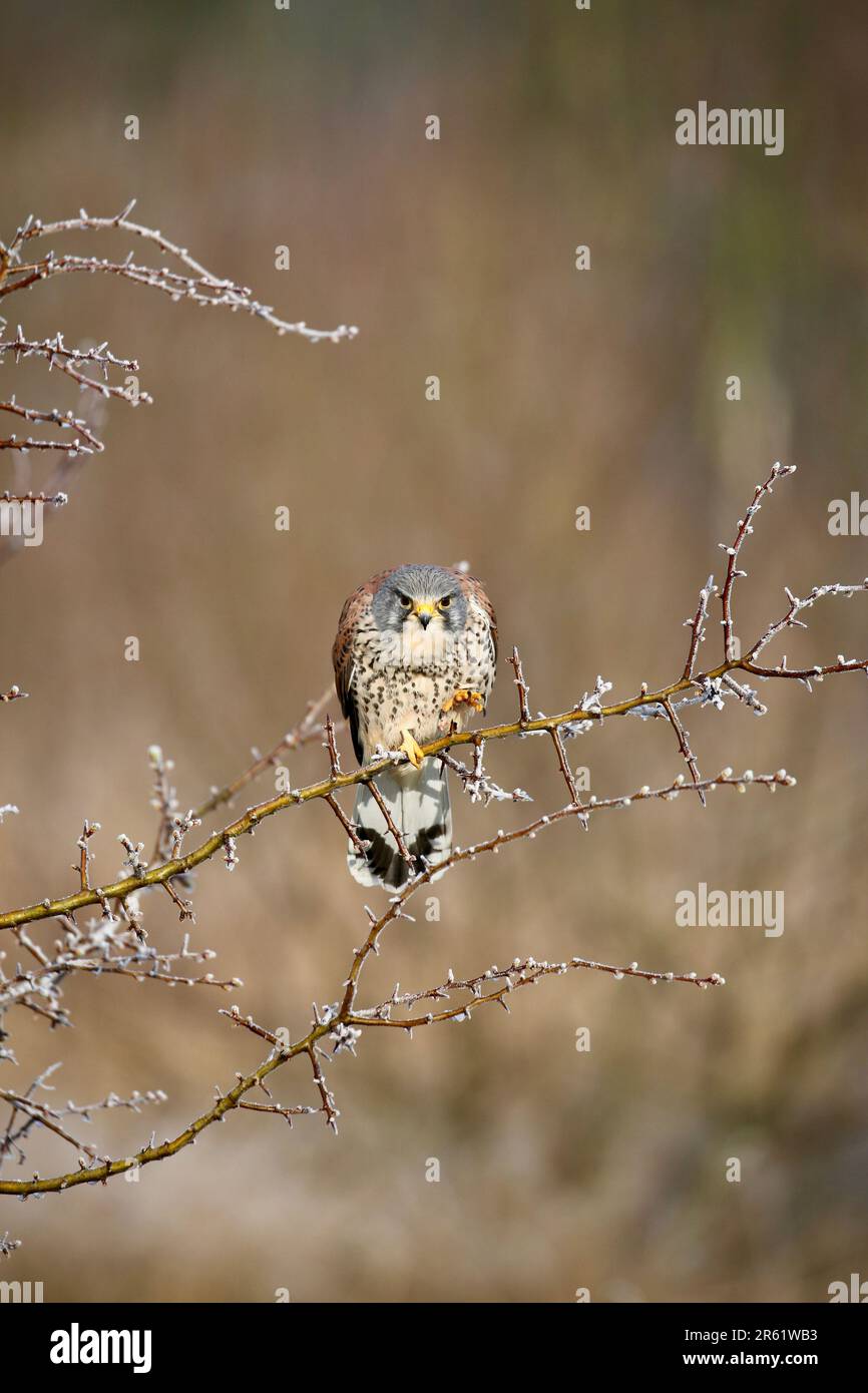 Kestrel mâle suspendu à une branche d'arbre dépolie sur le point de prendre des proies Banque D'Images