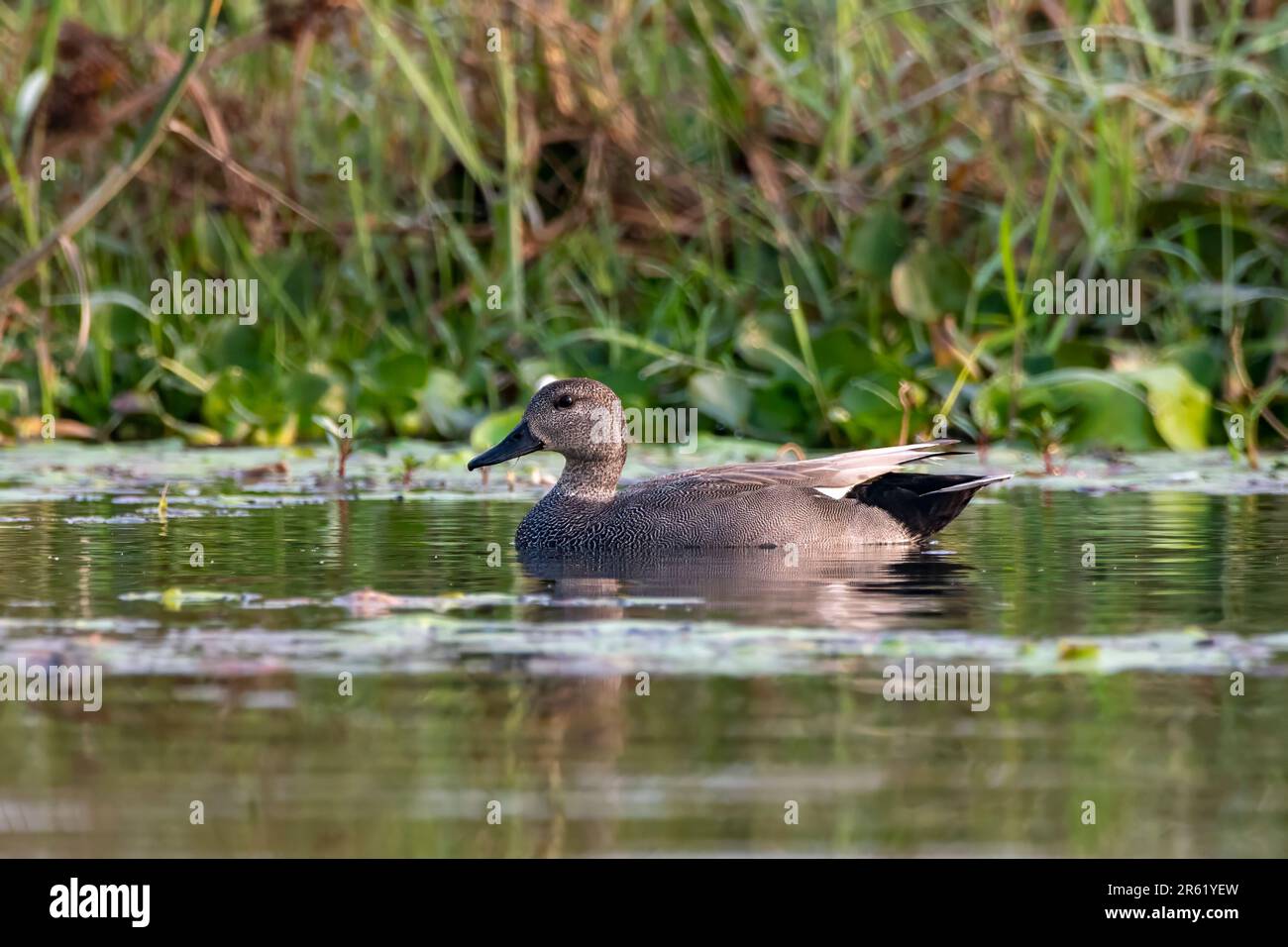 Gadwall ou Mareca strepera, un canard à la dabbling commun et répandu, observé à Gajoldaba dans le Bengale occidental, en Inde Banque D'Images