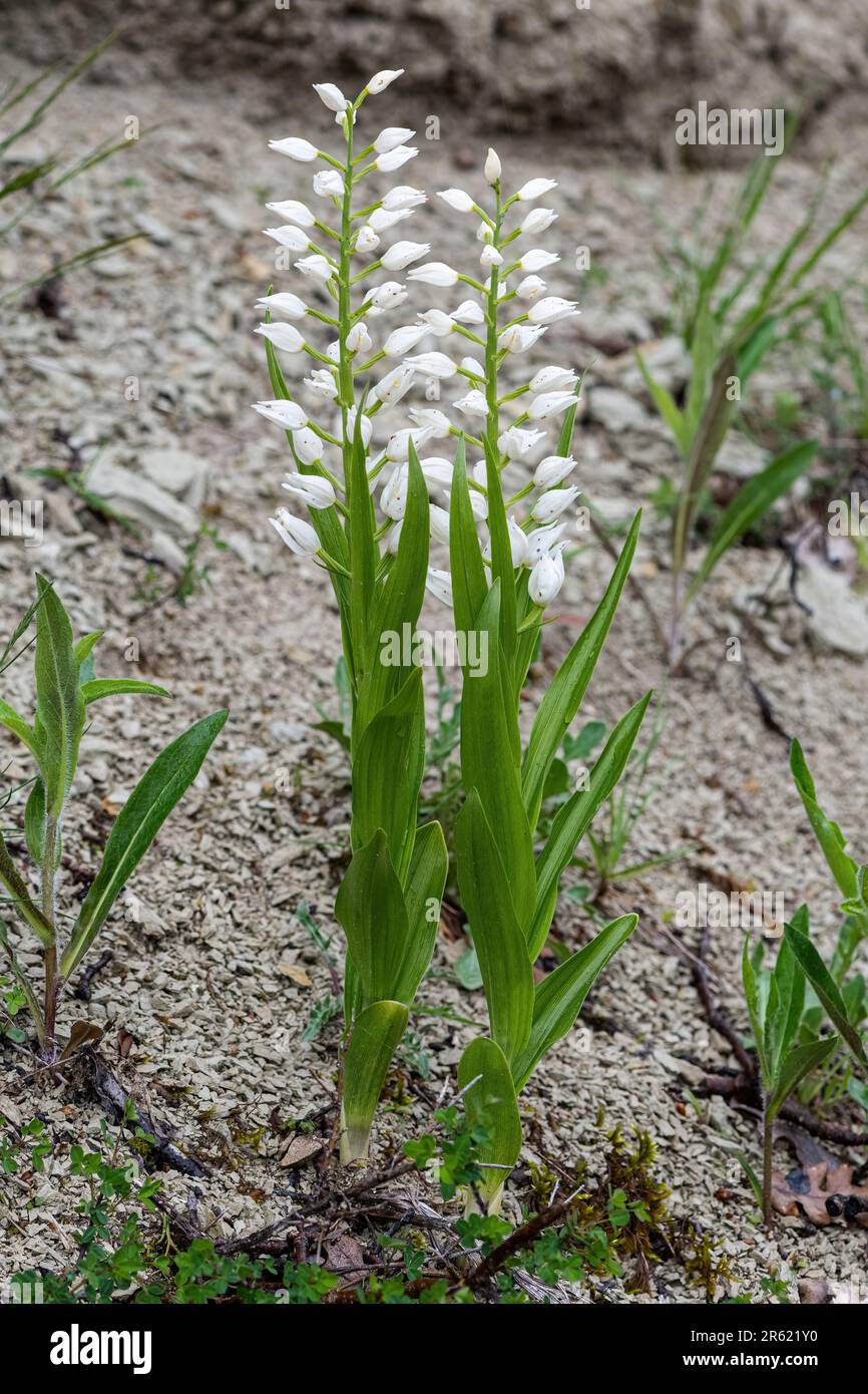 Helléborine à feuilles d'épée (Cephalanthera longifolia) Banque D'Images