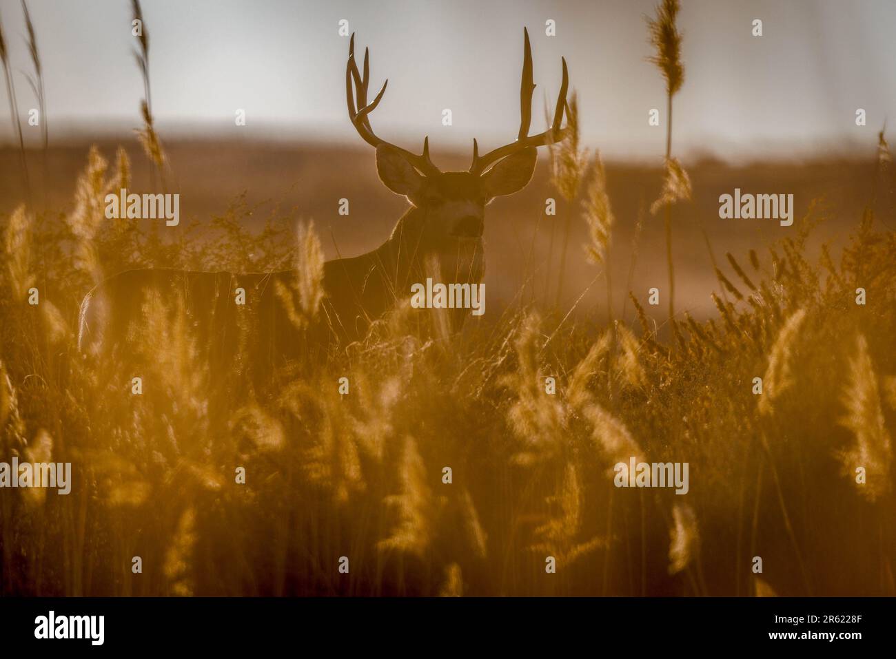 Rocky Mountain Mule Deer, comté de Socorro, Nouveau-Mexique, États-Unis. Banque D'Images