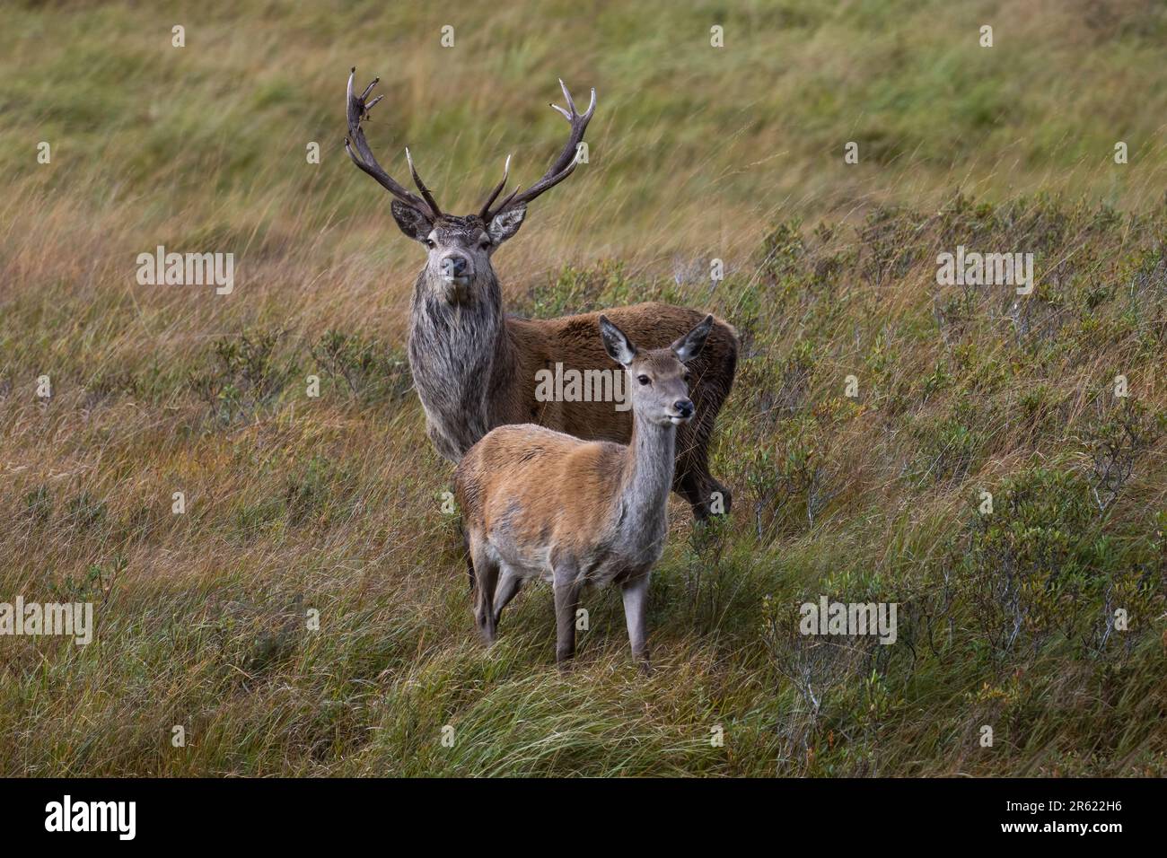 Deux Red Deer debout dans un pré herbacé Banque D'Images