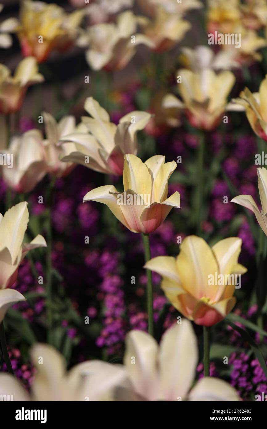 Un vibrant plan vertical de tulipes jaunes en fleur, avec des tiges et des feuilles vertes Banque D'Images Un vibrant plan vertical de tulipes jaunes en fleur, avec des tiges et des feuilles vertes Banque D'Images