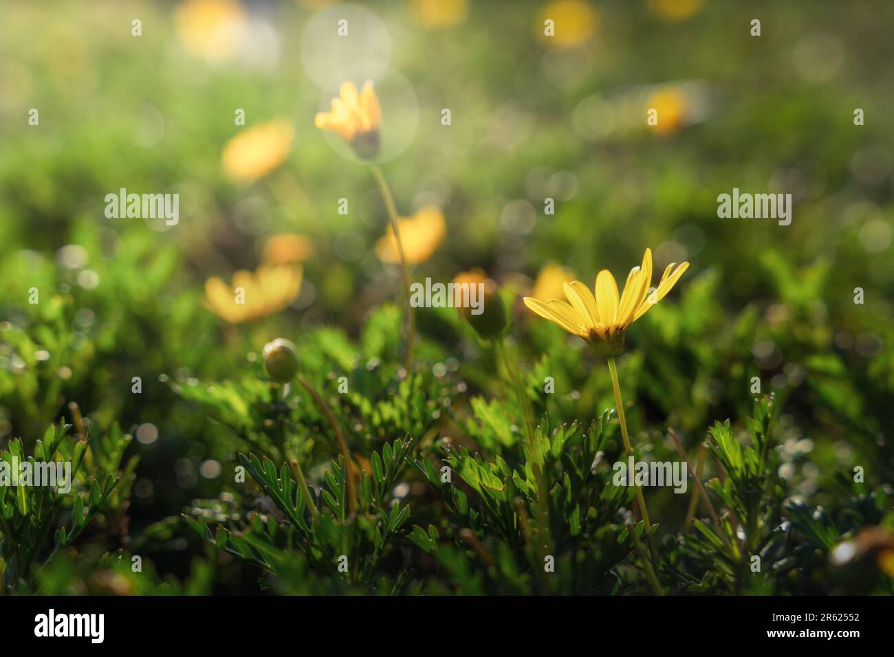 Une fleur jaune vibrante se distingue dans l'herbe verte luxuriante dans un champ ensoleillé Banque D'Images Une fleur jaune vibrante se distingue dans l'herbe verte luxuriante dans un champ ensoleillé Banque D'Images