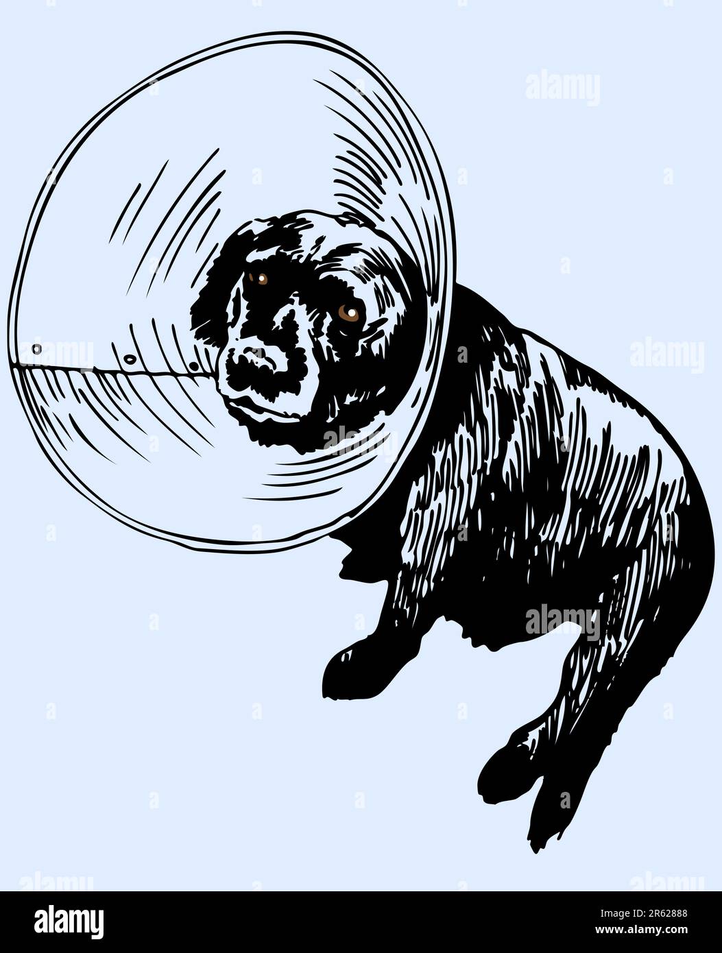 Retours de chien vétérinaire avec cône autour de la tête. Illustration de Vecteur