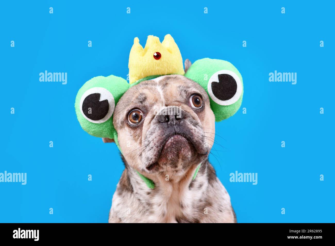 Chien Bulldog français drôle avec serre-tête grenouille avec couronne et grands yeux sur fond bleu avec espace de copie Banque D'Images