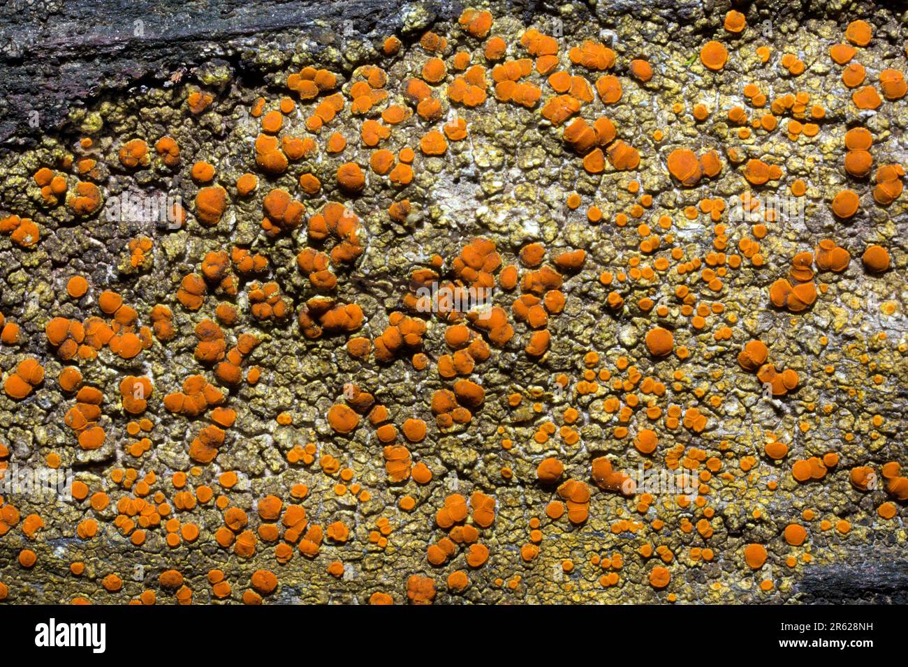 Caloplaca flavovirescens est un lichen croûteux souvent trouvé sur des substrats et des roches calcaires faits par l'homme. Il se produit dans tout l'hémisphère N. Banque D'Images