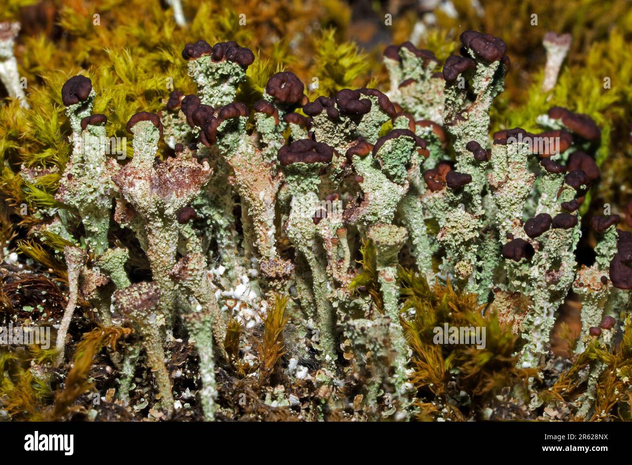 Cladonia ramulosa est un lichen squameux trouvé sur les sols acides et les souches d'arbres en décomposition. Il a une distribution mondiale. Banque D'Images