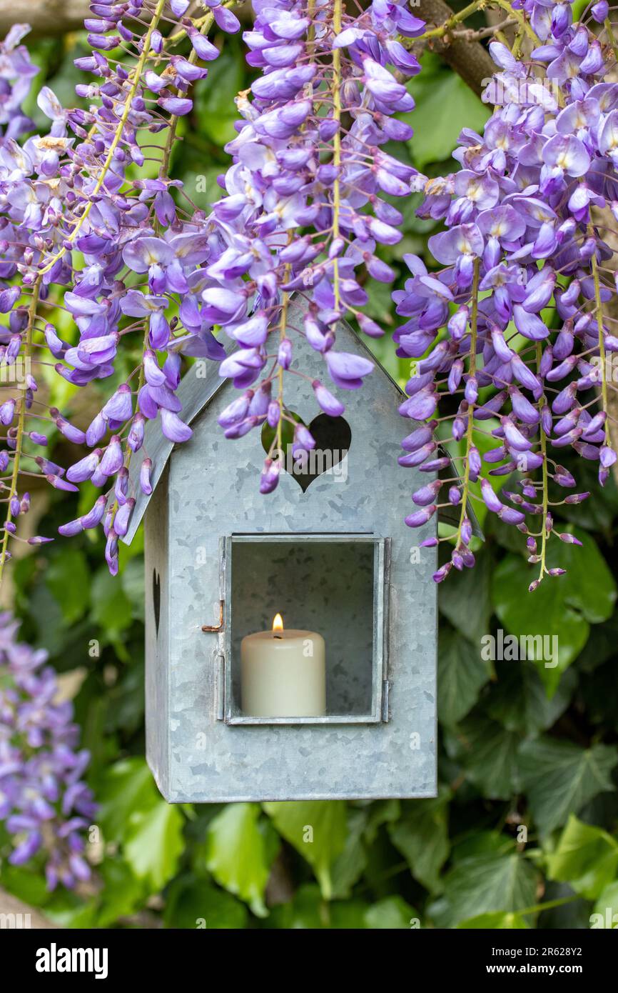 décoration de jardin avec lanterne en zinc et fleurs de wisteria Banque D'Images