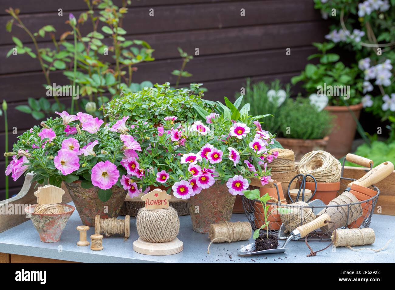 jardin avec fleurs pétunia roses en pots et ustensiles de jardin Banque D'Images
