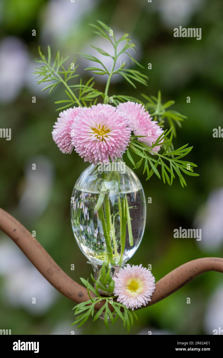 bouquet de bellis perennis rose dans un vase en verre Banque D'Images