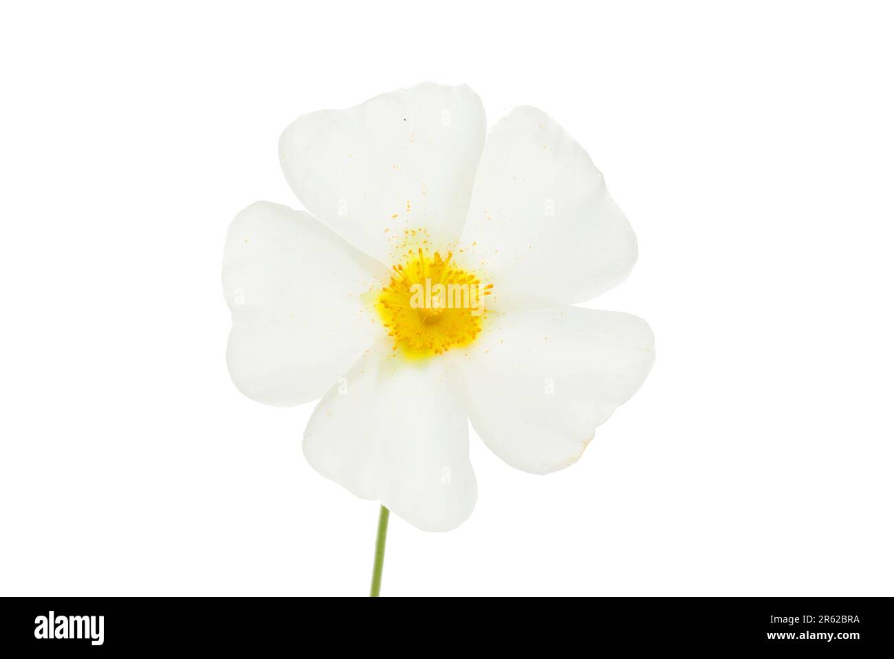 Fleur de rose de roche blanche isolée contre blanc Banque D'Images
