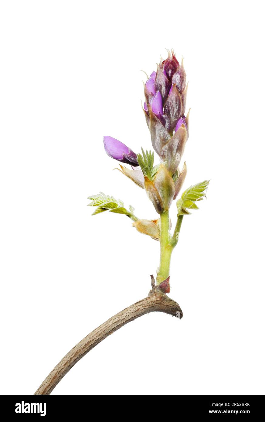 Fleurs de wisteria et bourgeons de feuilles isolés contre le blanc Banque D'Images