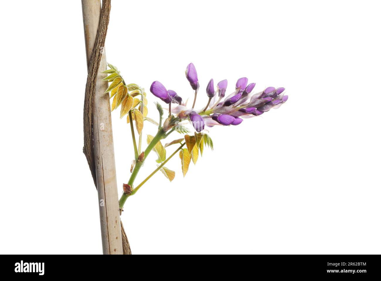 Une wisteria bourgeonnante qui grandit sur une canne en bambou isolée contre le blanc Banque D'Images