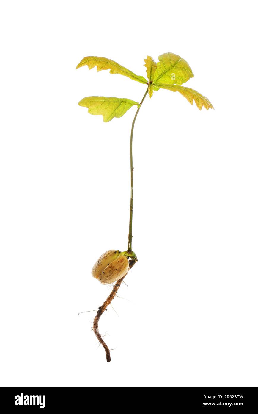 Corne de chêne avec feuilles de germination et racine de robinet en développement isolée contre le blanc Banque D'Images