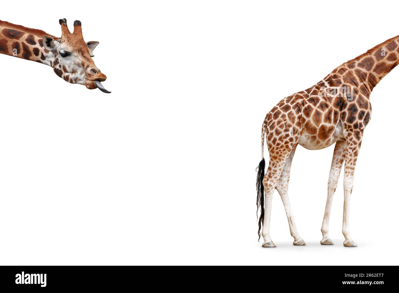 Concept girafe drôle avec tête et corps séparés isolés sur fond blanc. Banque D'Images