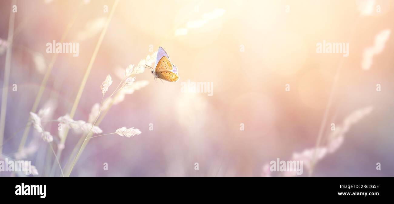 paysage naturel d'été; herbe à fleurs et un papillon volant sur le fond d'un ciel ensoleillé Banque D'Images