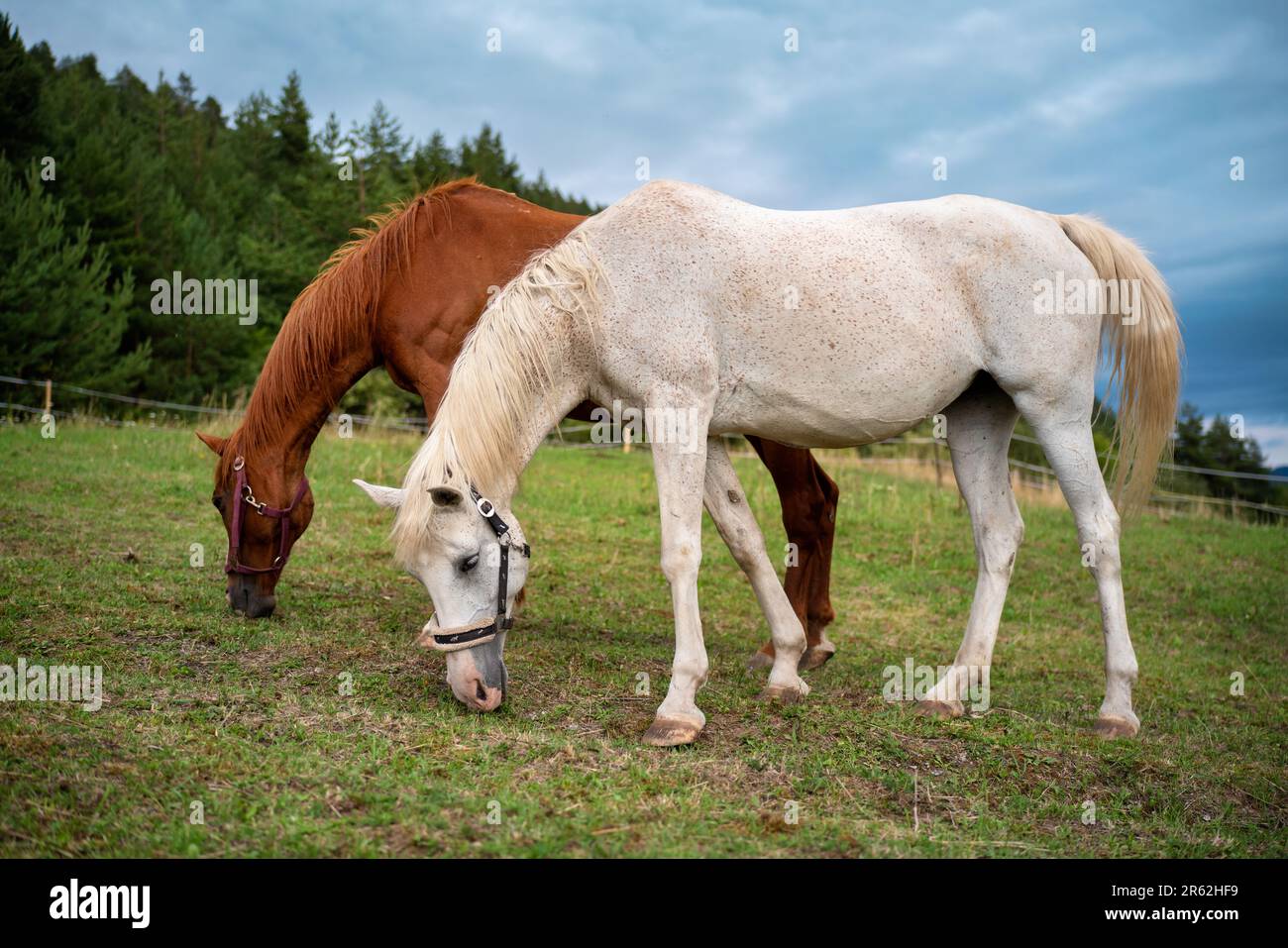 Deux chevaux arabes - blancs et bruns derrière - paître sur la prairie d'été, brouillé arrière-plan de forêt de conifères Banque D'Images