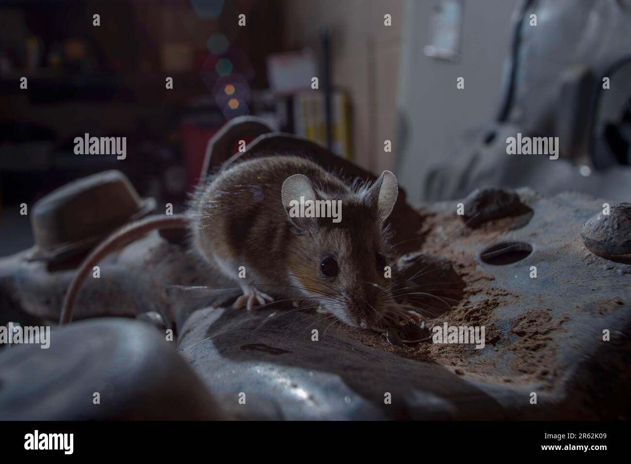 Deer Mouse, Socorro, Nouveau Mexique, États-Unis. Banque D'Images