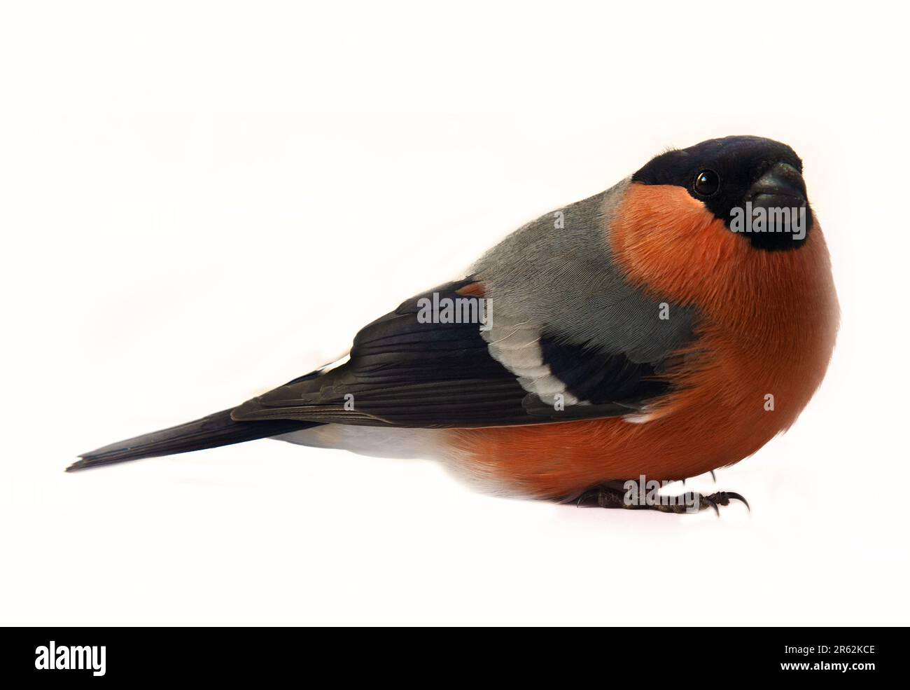 Bullfinch eurasien (Pyrrhula pyrrhula) mâle. Isolé sur fond blanc Banque D'Images