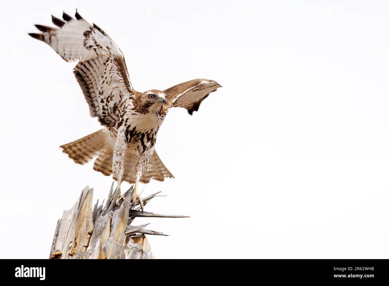 Red-Tailed Hawk, comté de Socorro, Nouveau-Mexique, États-Unis. Banque D'Images