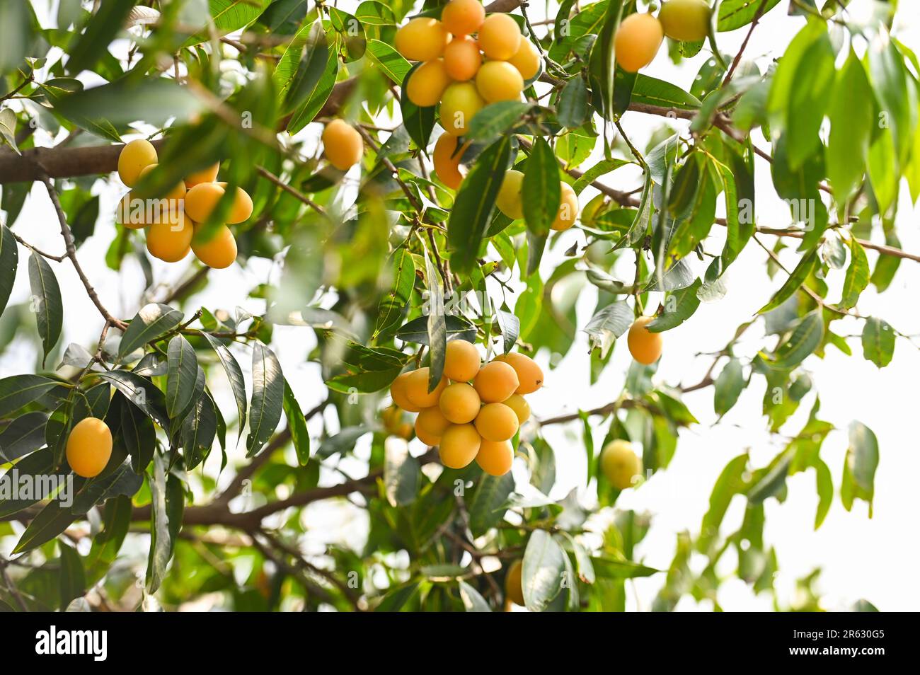Prune mariale en prunier mariale dans le jardin verger de fruits tropicaux, Nom en Thaïlande prune mariale jaune douce Maprang Plango ou caid Mayong Banque D'Images Prune mariale en prunier mariale dans le jardin verger de fruits tropicaux, Nom en Thaïlande prune mariale jaune douce Maprang Plango ou caid Mayong Banque D'Images
