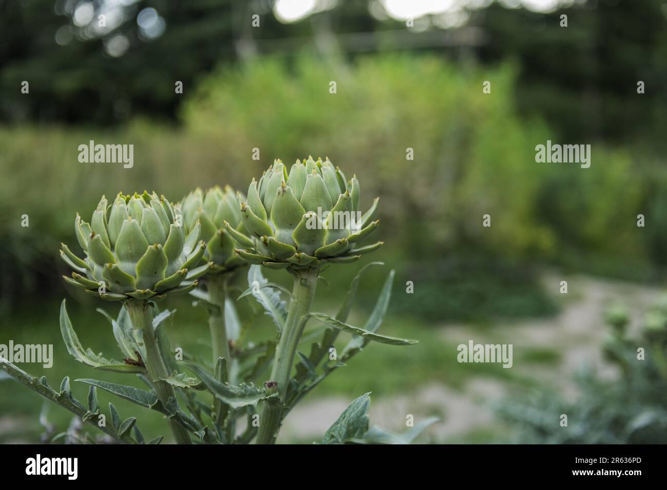traitement de l'anémie, du diabète, de la fièvre, de la goutte, du rhumatisme et des calculs urinaires. En raison de ses qualités purifiantes, et de sa teneur élevée en fibres, artichaut Banque D'Images