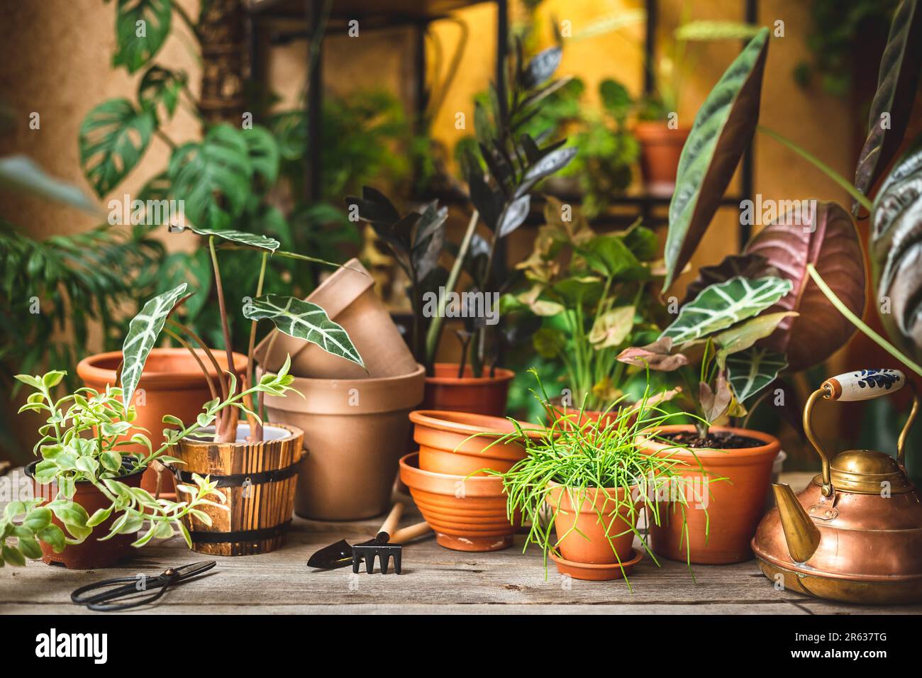 Pots de terre cuite en céramique, outils de jardinage, et beaucoup de plantes sur la table et la tablette derrière. Plantation replantant dans la boutique de fleurs Banque D'Images