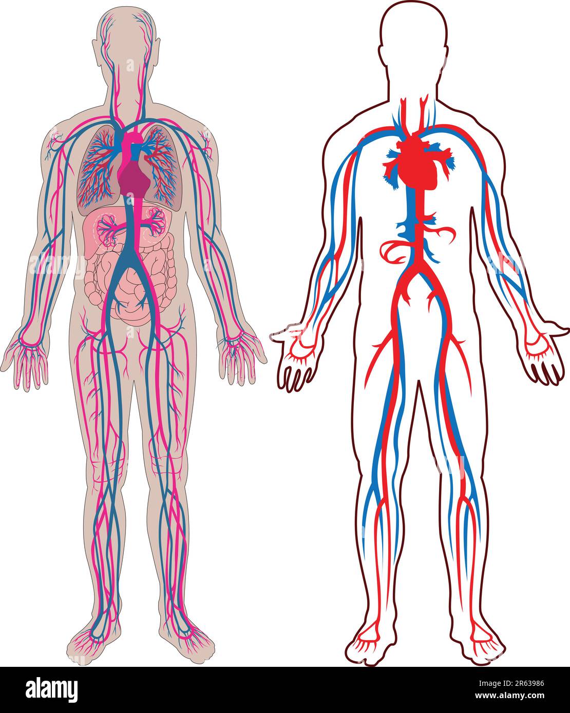 Schéma de la veine humaine et de l'anatomie dans le vecteur Illustration de Vecteur