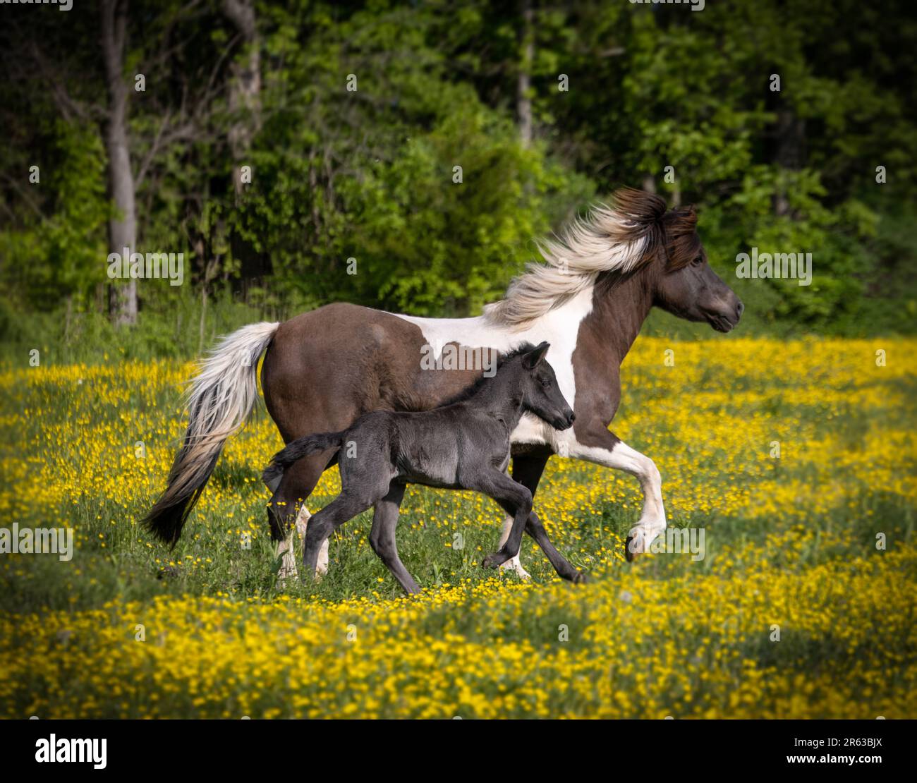 Un nouveau-né islandais filly court dans le pâturage avec sa mère Banque D'Images