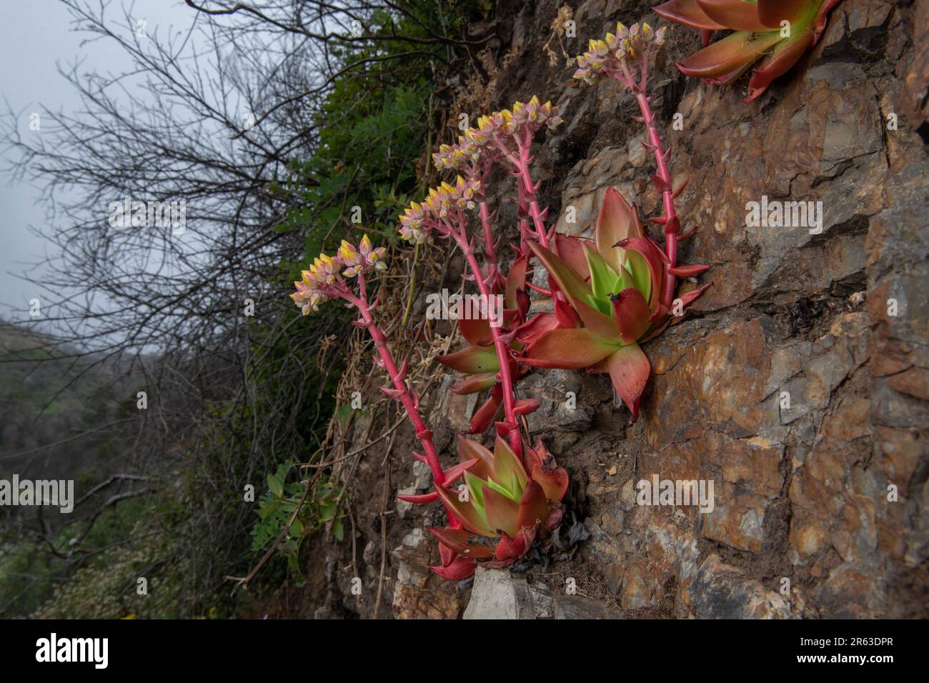 Canyon Dudleya ou live-Forever, Dudleya cymosa, une plante indigène succulente de la Californie floraison à point Reyes National Seashore, CA. Banque D'Images