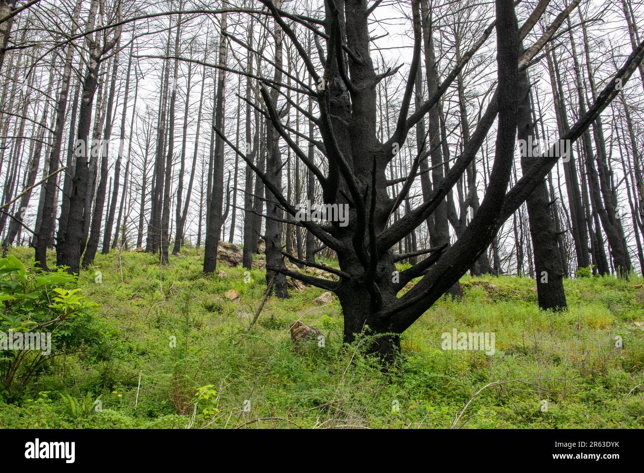 Après le feu de forêt Woodward en Californie, de nombreux arbres carbonisés restent, mais l'environnement commence à guérir à mesure que le sous-étage se développe. Banque D'Images