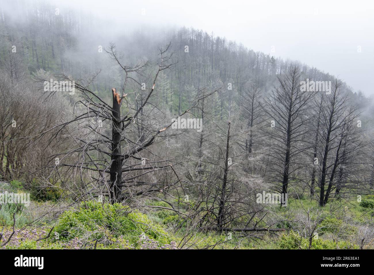 Après le feu de forêt Woodward en Californie, de nombreux arbres carbonisés restent, mais l'environnement commence à guérir à mesure que le sous-étage se développe. Banque D'Images