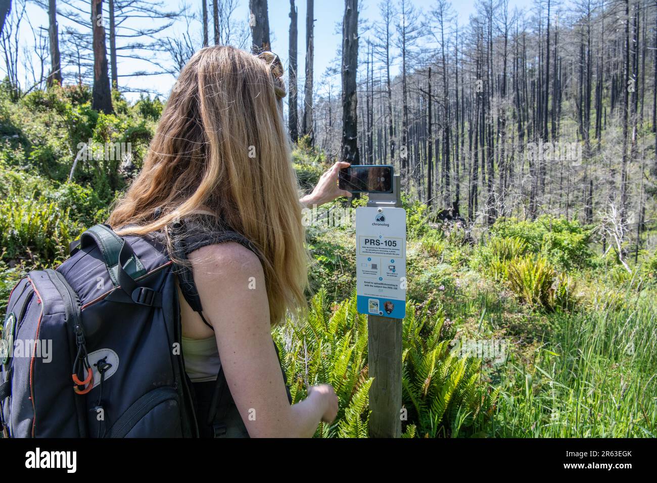 Une plate-forme téléphonique configurée pour la science communautaire afin de pouvoir prendre une photo des dommages causés par les incendies de forêt et de surveiller la résilience et la récupération des forêts. Banque D'Images