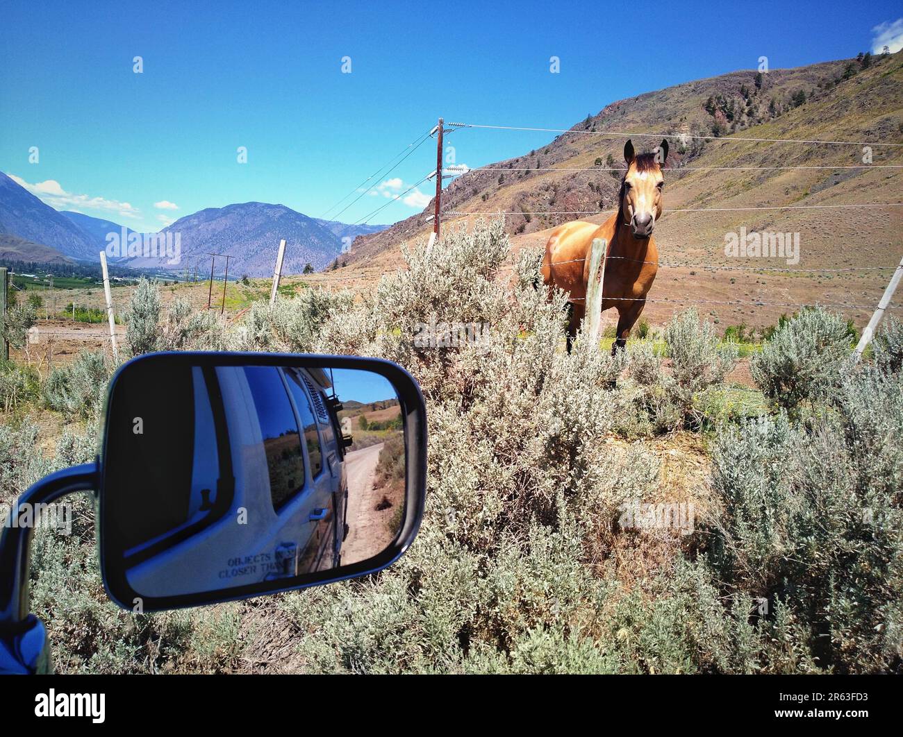 Vue latérale ou rare miroir donnant sur un cheval sauvage. Emplacement : Oliver Cawston Road, vallée de l'Okanagan, Colombie-Britannique, Canada. Banque D'Images