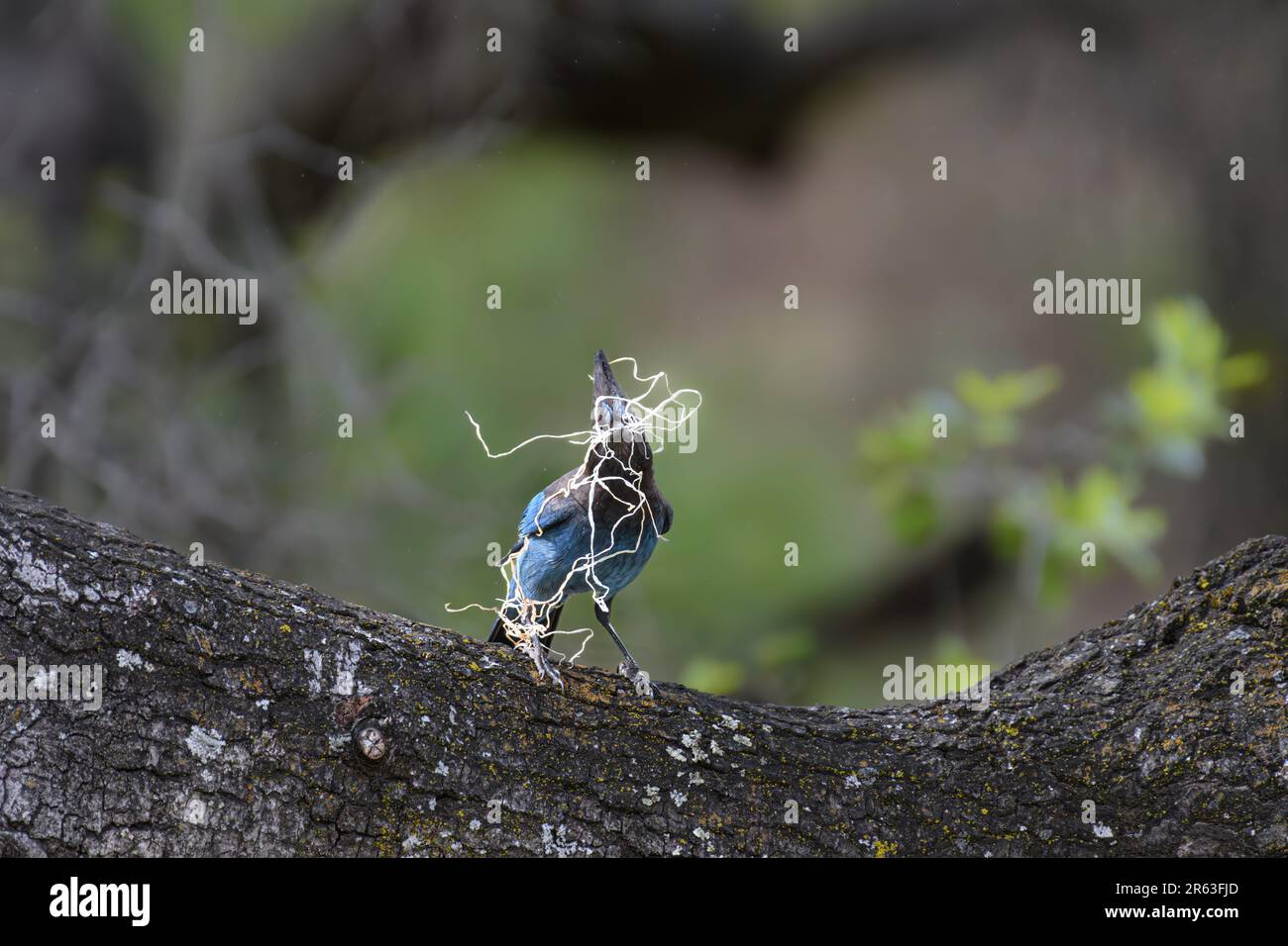 Jay de Steller (Cyanocitta stelleri) construisant un nid à San Jose CA USA Banque D'Images