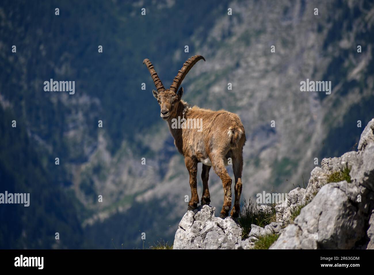 Ibex alpin (Capra ibex) sur le Kahlersberg dans le parc national de Berchtesgaden, Bavière Banque D'Images