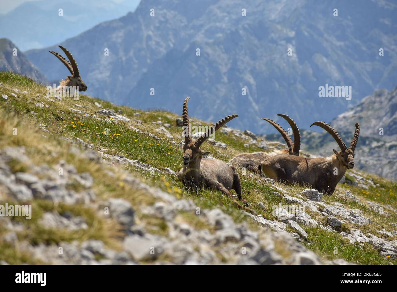 Ibex alpin (Capra ibex) sur le Kahlersberg dans le parc national de Berchtesgaden, Bavière Banque D'Images