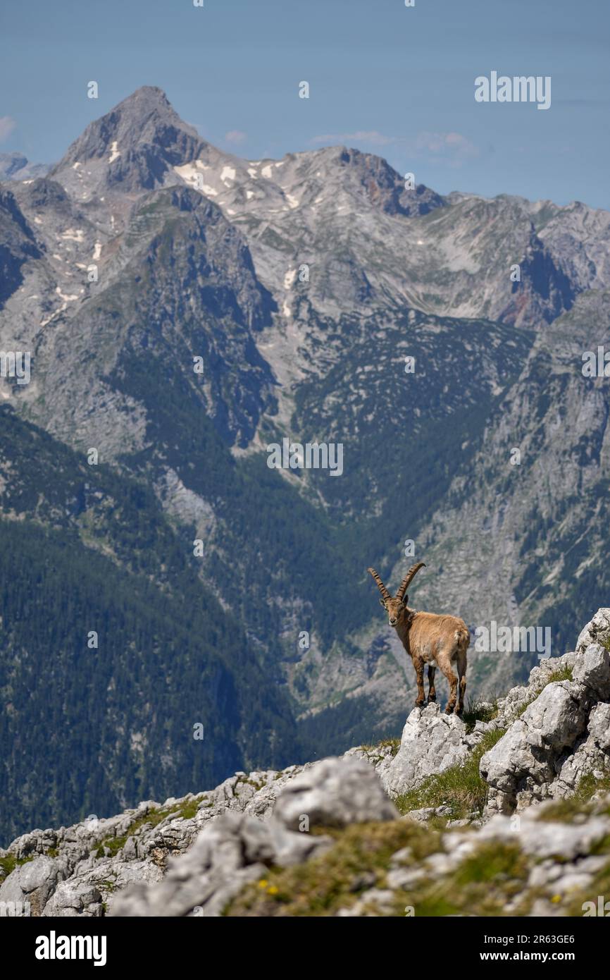 Ibex alpin (Capra ibex) en face du Grosser Hundstod dans le parc national de Berchtesgaden, Bavière Banque D'Images