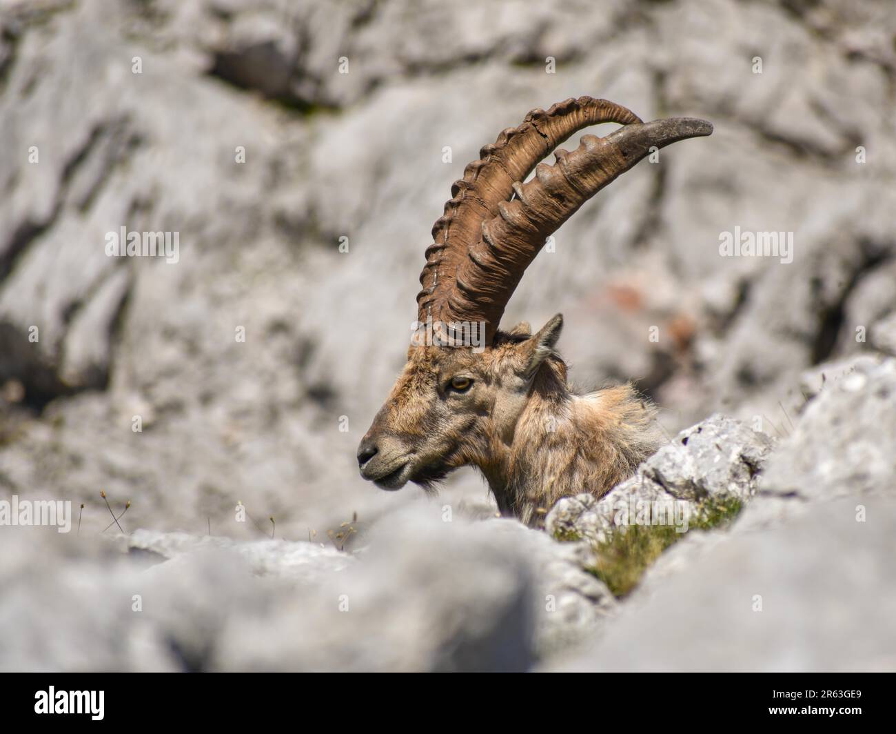 Ibex alpin (Capra ibex) sur le Kahlersberg dans le parc national de Berchtesgaden, Bavière Banque D'Images
