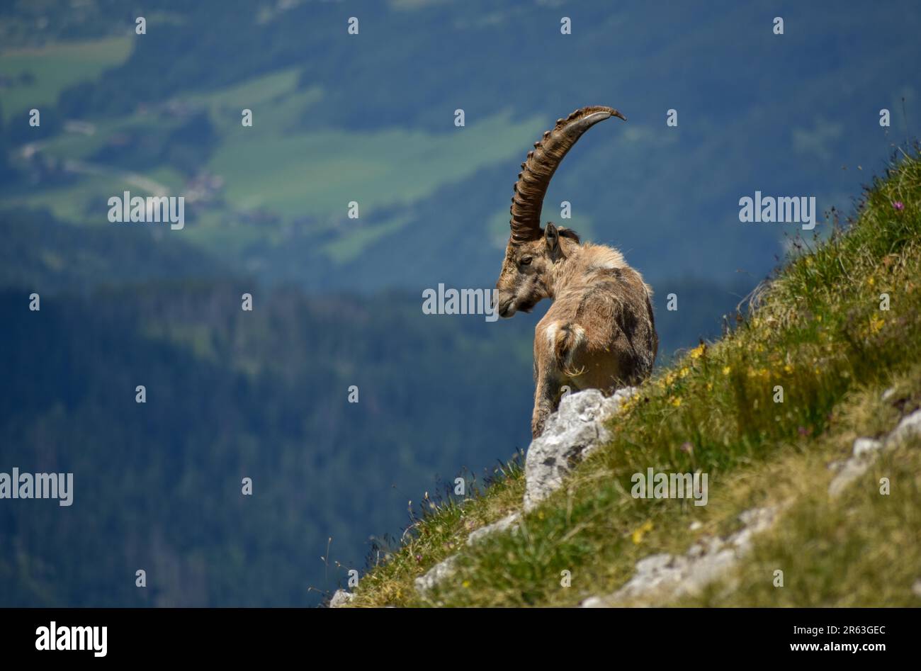 Ibex alpin (Capra ibex) sur le Kahlersberg dans le parc national de Berchtesgaden, Bavière Banque D'Images