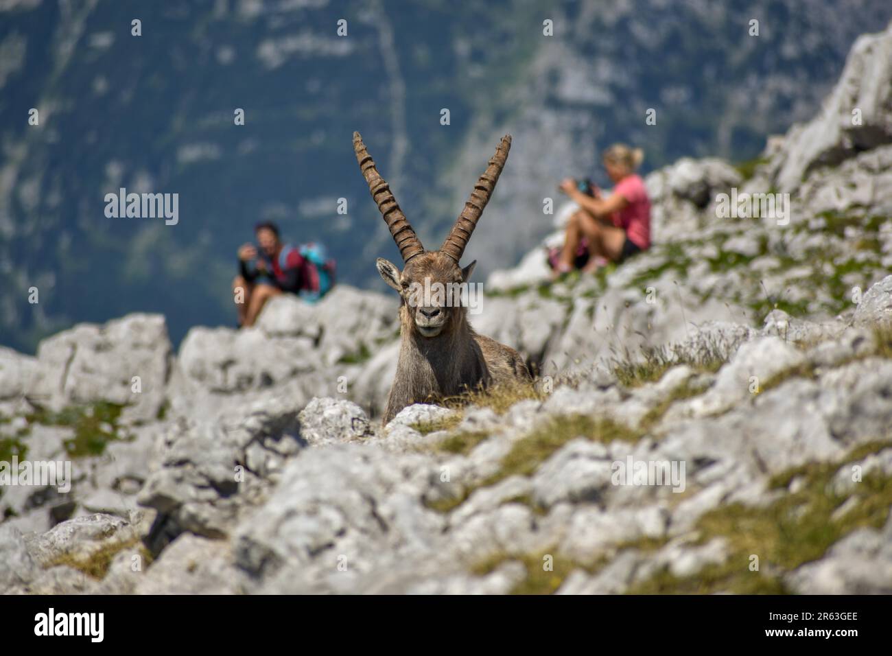 Ibex alpin (Capra ibex) et randonneur sur le Kahlersberg dans le parc national de Berchtesgaden, Bavière Banque D'Images
