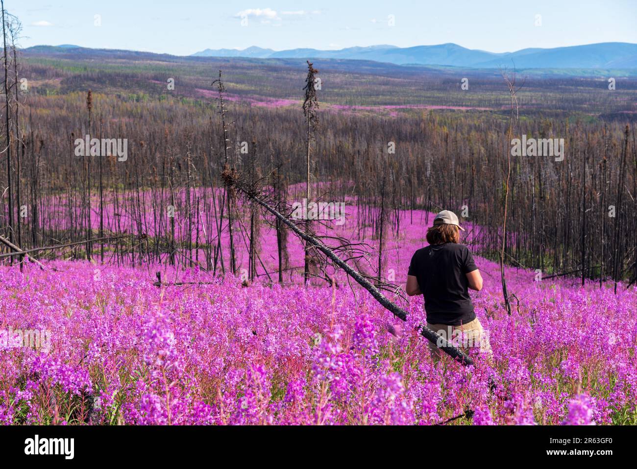 Homme aux longs cheveux bruns marchant dans un champ de milliers de fleurs roses violettes pendant l'été. Régénération de la forêt après un feu sauvage. Banque D'Images