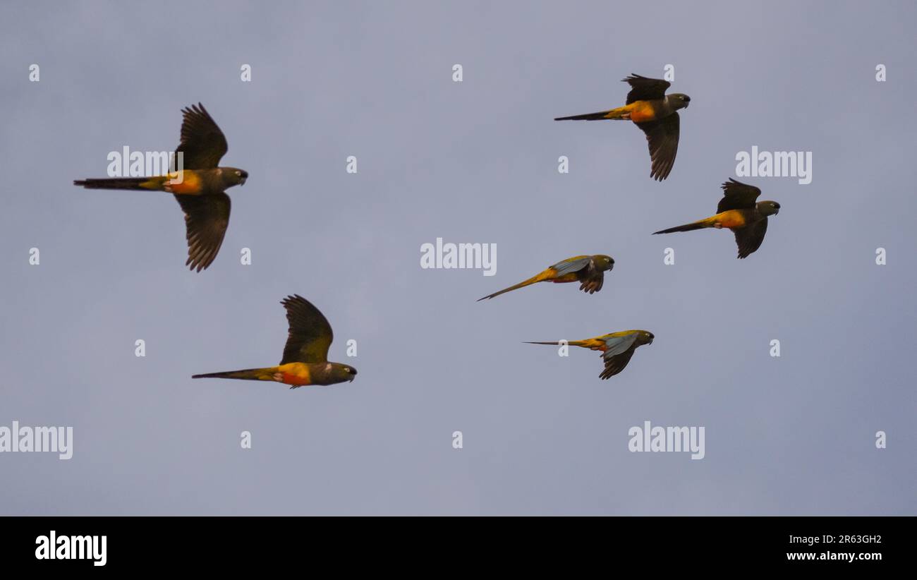 Perroquet de terriers (Cyanoliseus patagonus) volant dans la nature à la plus grande colonie de perroquets du monde près de Balneario El Condor, en Argentine Banque D'Images