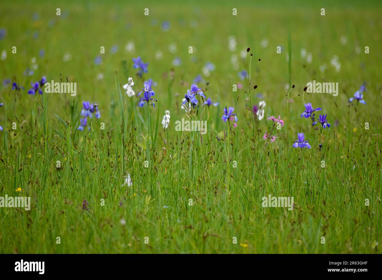 Pré avec iris sibérien (Iris sibirica) en Bavière Banque D'Images