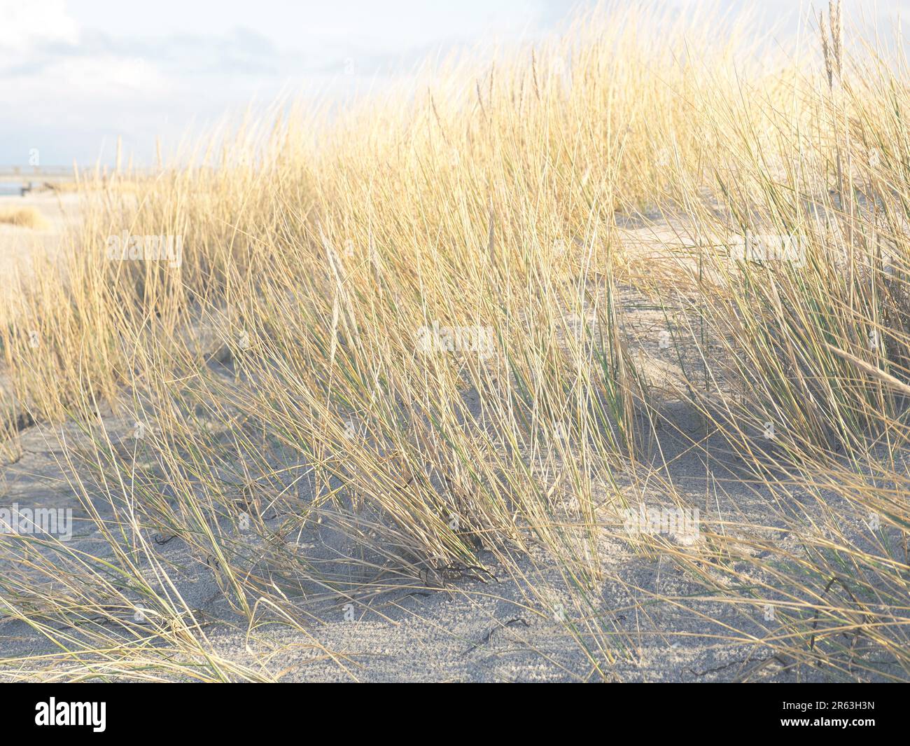 Plage de l'herbe des dunes sur un jour d'hiver ensoleillé Banque D'Images