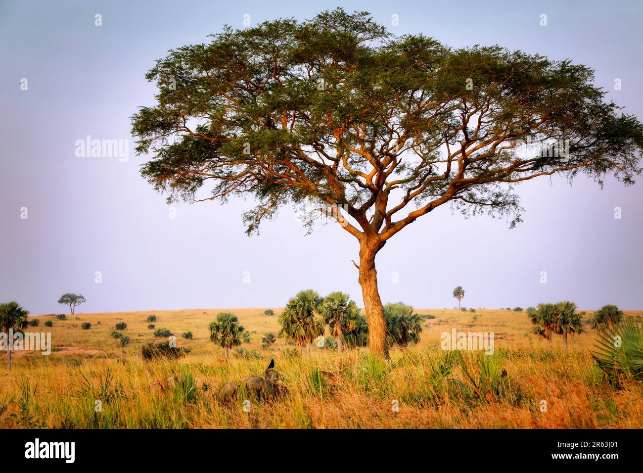 Landschaft im Murchison Falls National Park Ouganda Banque D'Images