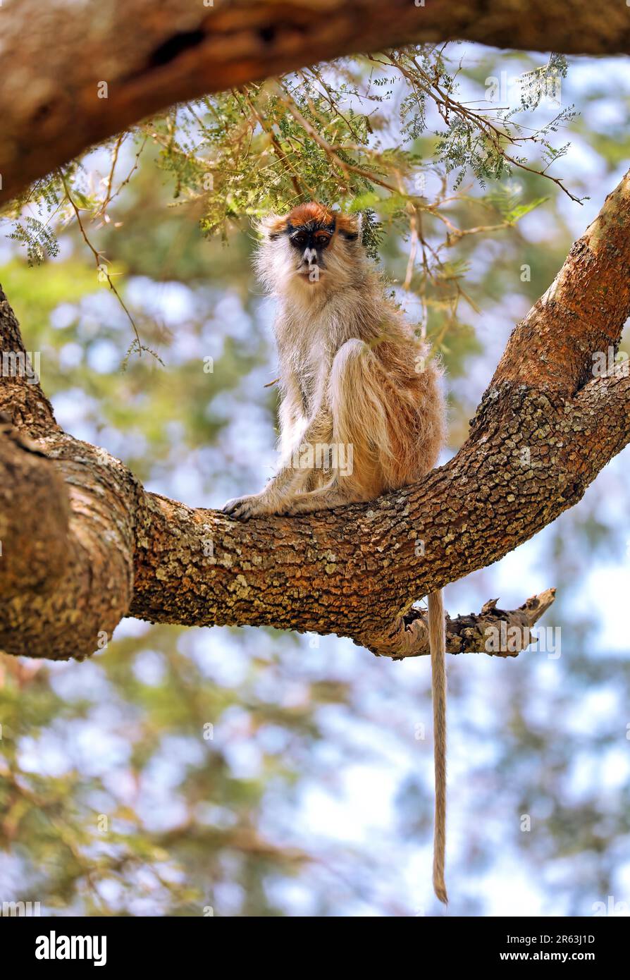 Patas Monkey (Erythrocebus patas pyrrhonotus), parc national de Murchison Falls, Ouganda Banque D'Images